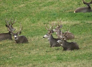 Colorado Buck Hunting in 2023