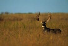Growing Big Mule Deer with Wildlife Prof Randy Larsen