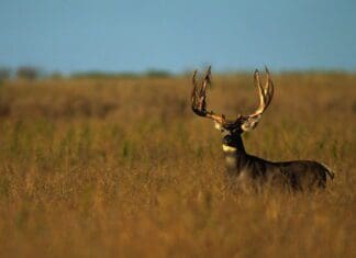 Growing Big Mule Deer with Wildlife Prof Randy Larsen