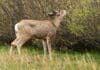 Helping Mule Deer Thrive: Muley Fanatic Foundation