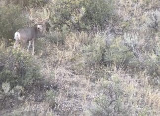 New Film! Breaking the Slump & Hunting Big Mule Deer