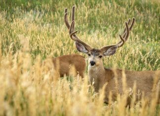 Mule Deer: Icon of the West