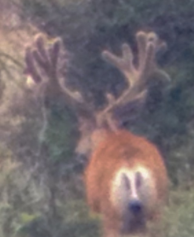 Big Velvet Mule Deer