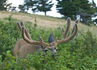 Big Picture Research for Mule Deer