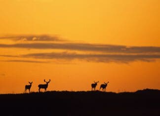 Finding Big Mule Deer, Part 1