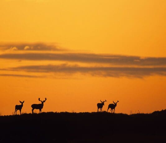 Finding Big Mule Deer, Part 1
