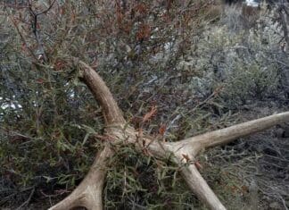 Idaho Shed Antler Hunting Proposed Closure