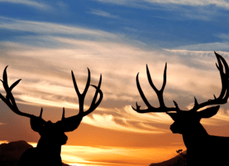 Nevada Mule Deer Summit 2023