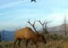 Tipsy Tuesday: Elk Hunting, Latest Draw News, Gear Reviews, Western Hunting News Tipsy Tuesday Elk Hunting