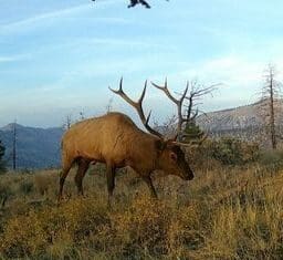 Tipsy Tuesday: Elk Hunting, Latest Draw News, Gear Reviews, Western Hunting News Tipsy Tuesday Elk Hunting