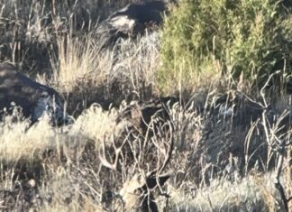 Big Bucks, Chicken Guts, & Ear Plugs with Travis & Robby