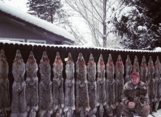 Outsmarting Coyotes with Steve Smith Steve Poses with a lot of Coyote Fur