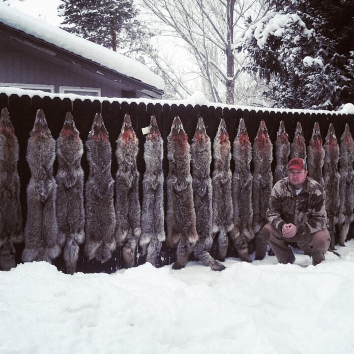 Steve Poses with a lot of Coyote Fur
