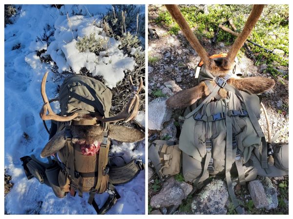 Securing head and antlers