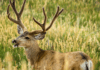 Winter Range, Clothing & Optics for Hunting Big Mule Deer