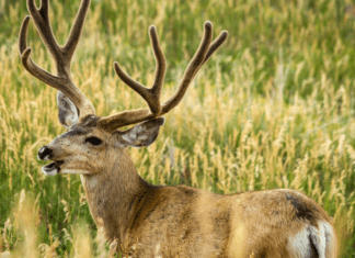 Winter Range, Clothing & Optics for Hunting Big Mule Deer
