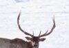 Historical Idaho Deer & Elk Tag Numbers