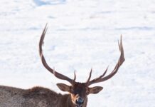 Historical Idaho Deer & Elk Tag Numbers