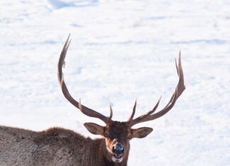 Historical Idaho Deer & Elk Tag Numbers