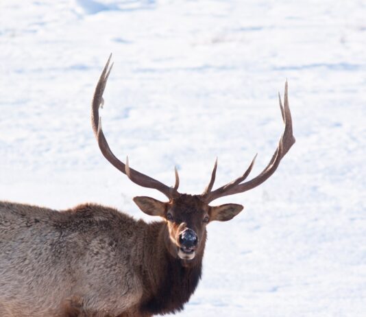 Historical Idaho Deer & Elk Tag Numbers