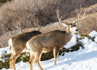 HBMD: Techniques to Take the Best Buck of Your Life