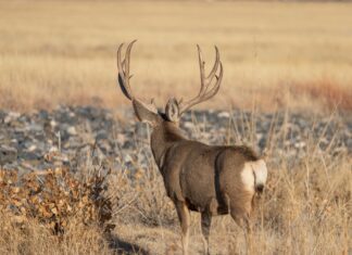 Winter Scouting & HBMD: Footwear, Deer Camp