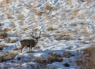 Is the Grip & Grin Dead? & HBMD