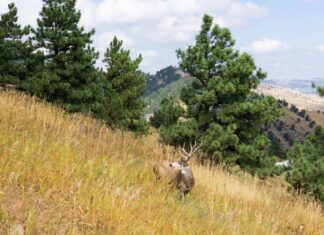 Mule Deer on the Edge