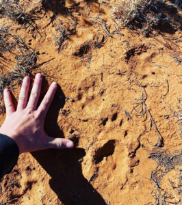 Mountain Lion Tracks