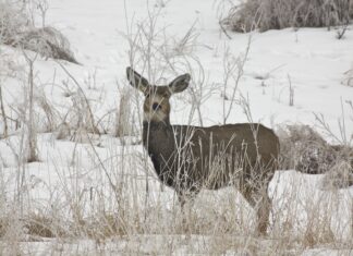 Wyoming Range Winter Wrap-Up with Jeff Short