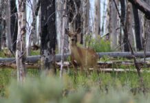 Rockstar Research with Kevin Monteith