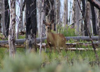 Rockstar Research with Kevin Monteith