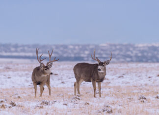 Idaho Mule Deer Management with Eric Freeman