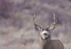 When Mule Deer Abandon Winter Range