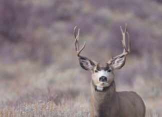When Mule Deer Abandon Winter Range