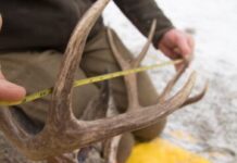 Antler size vs Age in Bucks & Bulls
