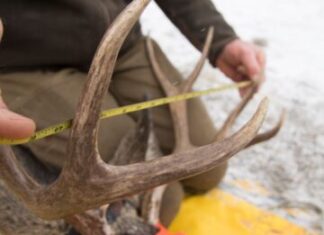 Antler size vs Age in Bucks & Bulls