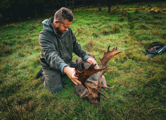 Among the Old Oaks and Fallow Deer