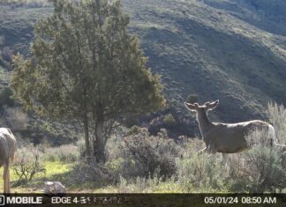 Hunting Big Mule Deer: Ambush Hunting