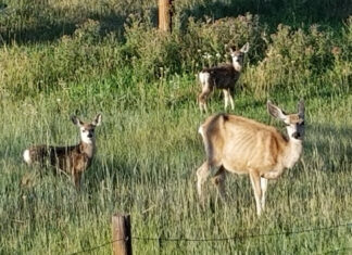 Fighting for Big Mule Deer with Darby Finley