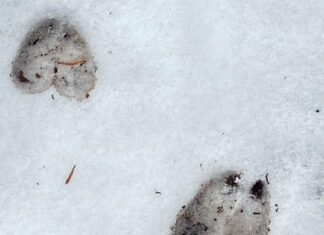 Tracking Big Mule Deer