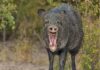 The Tale of the Happy Javelina