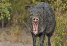 The Tale of the Happy Javelina