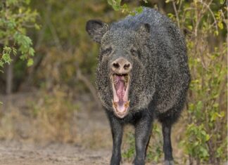 The Tale of the Happy Javelina