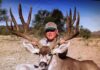 Big Mule Deer then and now with David Rydell David Rydell Rokcast