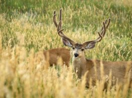 Transitioning from Scouting to Archery Seasons