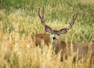 Transitioning from Scouting to Archery Seasons
