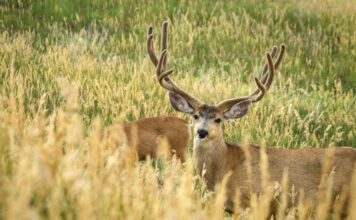 Transitioning from Scouting to Archery Seasons