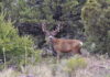HBMD: Glassing for Big Mule Deer