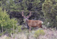 HBMD: Glassing for Big Mule Deer